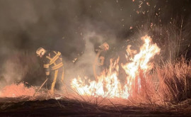 Incendiu de vegetație la Rîșcani Oamenii legii caută făptașii