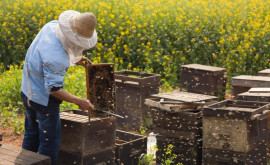 Statul va subvenţiona şi în acest an sectorul apicol