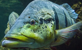 Un pescar columbian a reușit să prindă un pește de gabarite record