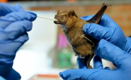 Летучие мыши под пристальным вниманием ученые ожидают новых пандемий