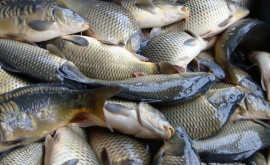 Выявлены серьезные нарушения при перевозке живой рыбы