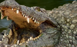 В Индии двухметровый крокодил пробрался в общественный туалет