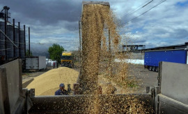 Ungaria interzice importul cerealelor din Ucraina