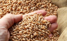 Импорт зерна из Украины затронул и молдавских производителей