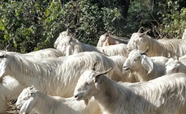 O turmă de capre flămînde a terorizat un întreg oraș
