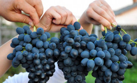 Сокращен состав Координационного совета Национального бюро виноградарства и виноделия