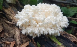 Un student la biologie a descoperit în pădure o nouă specie de ciuperci