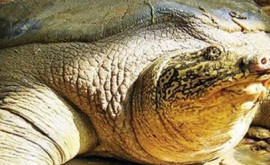 Ultima broască țestoasă gigantică cu carapace moale a murit în Vietnam