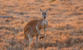 Экологи предположили исчезновение кенгуру