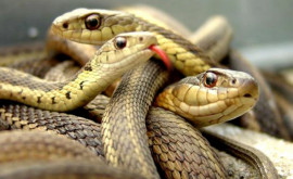 На таможне в багаже пассажирки обнаружено 22 змеи 