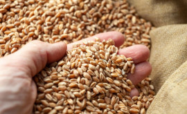SUA importă grîu din Europa din cauza secetei