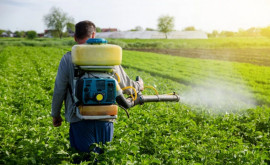 В Молдове утвержден план для снижения рисков при использовании пестицидов