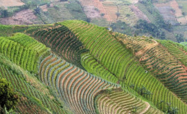 Эффектные изображения террасных плантаций в Индонезии