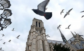 Во Франции за 15 лет изза пестицидов исчезла треть популяции птиц