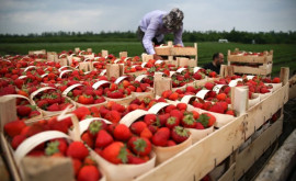 La Sadova va avea loc Festivalul căpșunelor și al mierii Programul evenimentului