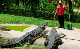 Страна решившая выставить на продажу крокодилов после увеличения числа нападений на людей 