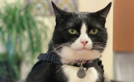 Un aeroport din SUA a angajat o pisică ce oferă suport psihologic psasagerilor