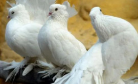 Впечатляющая коллекция Семья из Паланки имеет более 500 голубей