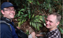 На Борнео найдена уникальная пальма цветущая и плодоносящая под землей