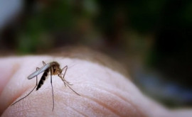 Растет количество обращений в Скорую помощь изза укусов насекомых