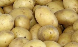 Что сдерживает снижение цен на картофель в Молдове