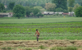 Sute de mii hectare de terenuri agricole din Moldova sînt lăsate în paragină