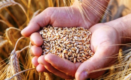 Фермер Я доволен урожаем пшеницы но расходы не покрываются
