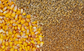 Рышканские фермеры хотят получить более выгодные цены на зерно 