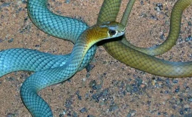 Опасная красота В Австралии нашли новый вид ядовитых змей