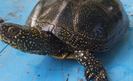 O broască țestoasă rar întîlnită a fost găsită la Soroca