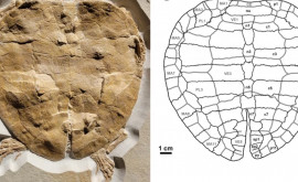 Тортилла юрского периода палеонтологи нашли останки черепахи жившей 150 млн лет назад