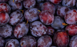 În Moldova prețul prunelor este în scădere 