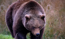 США Поймана медведица вторгшаяся в десятки домов в Калифорнии