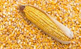 Минсельхоз об урожае кукурузы и ценах в новом сезоне