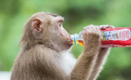 Terapia care a vindecat maimuțele de dependența de alcool 