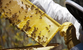 Пчеловоды говорят что урожай подсолнечного мёда будет богатым