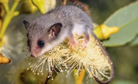 Două noi specii de marsupiale descoperite în Australia