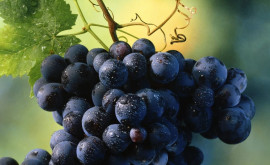 Какой урожай винограда нас ожидает в этом году