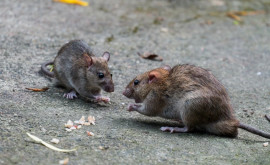 В Риме крысы атаковали Колизей местные власти объявили войну