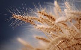 Фермер из Хынчешт собрал более 6 тонн пшеницы с гектара