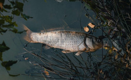 Moarte în masă a peștilor în rîul Oder la granița dintre Cehia și Polonia