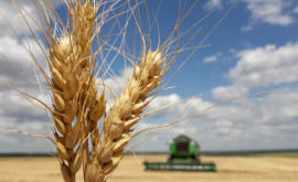 Comisarul european pentru Agricultură cere prelungirea restricţiilor la importurile de cereale din Ucraina