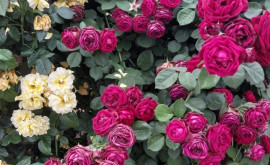 Grădina cu peste 160 de specii de trandafiri o adevărată atracție turistică locală