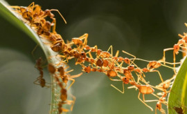 Pericol de invazie de furnici roşii de foc în Europa