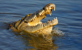 Zeci de crocodili au scăpat dintro fermă din sudul Chinei