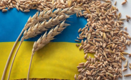 Германия раскритиковала три страны ЕС за продление эмбарго на импорт зерна из Украины