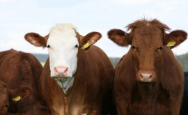 Объявлены сроки подачи заявок на прямые выплаты за голову скота