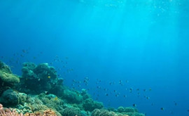 Valurile de căldură vor distruge speciile marine sensibile la temperatură