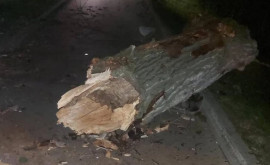 В одном из столичных парков упало сухое дерево