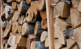 Какие запасы древесины подготовили власти на 2024 год